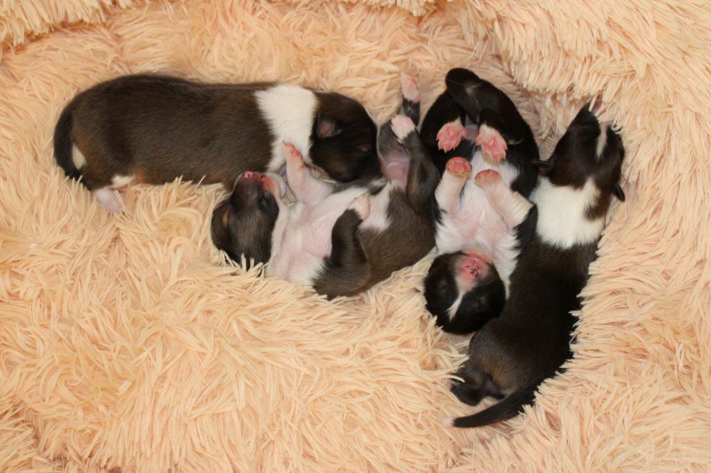 Du Clan De Briga - les puppychou à 4 jours