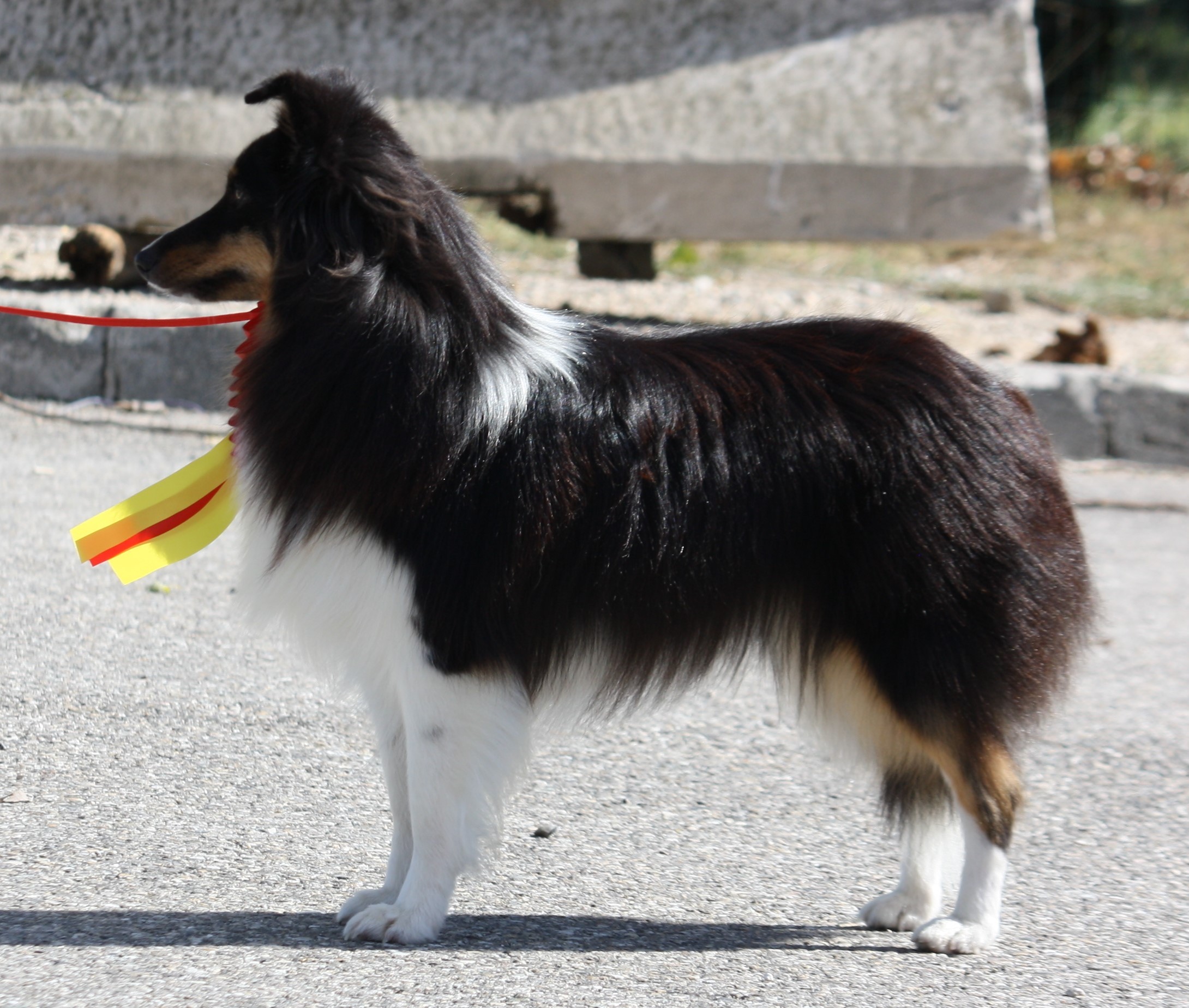 Miss moustic Du Clan De Briga