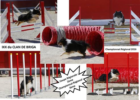 Du Clan De Briga - Chapionnat Regional Agility Aimargues 2016