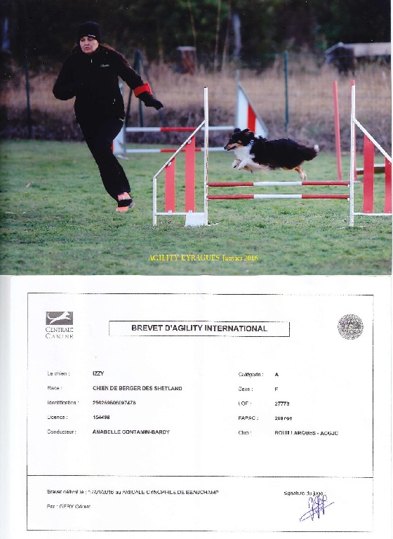 Du Clan De Briga - Izzy du Clan de Briga BREVET AGILITY