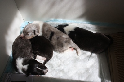 Du Clan De Briga - Les chiots
