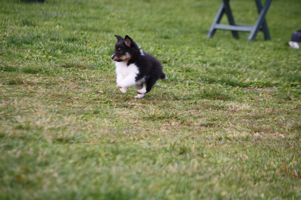 PORTÉE IZZY DU CLAN DE BRIGA X INVERNESS DU DOMAINE DE CARPÉ