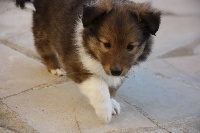 CHIOT