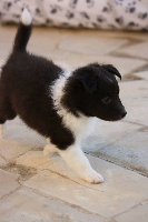 CHIOT