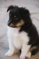 CHIOT